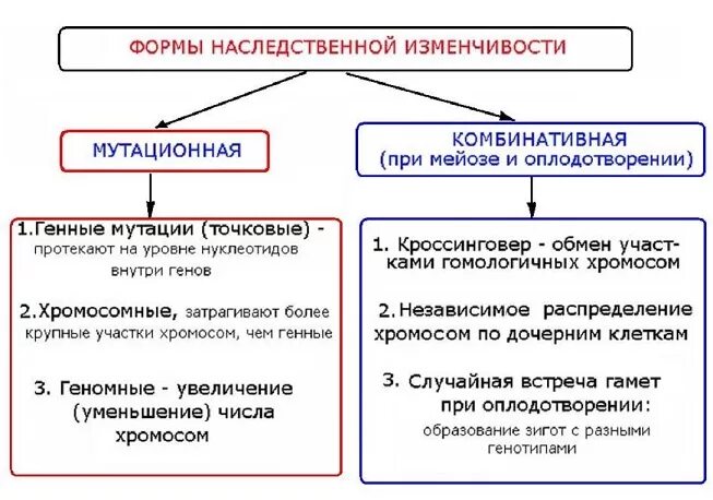 Наследственная комбинативная и мутационная. Формы наследственной изменчивости. Формы наследственной изменчивости: комбинативная, мутационная. Типы наследственной изменчивости таблица. Виды мутационной изменчивости схема.