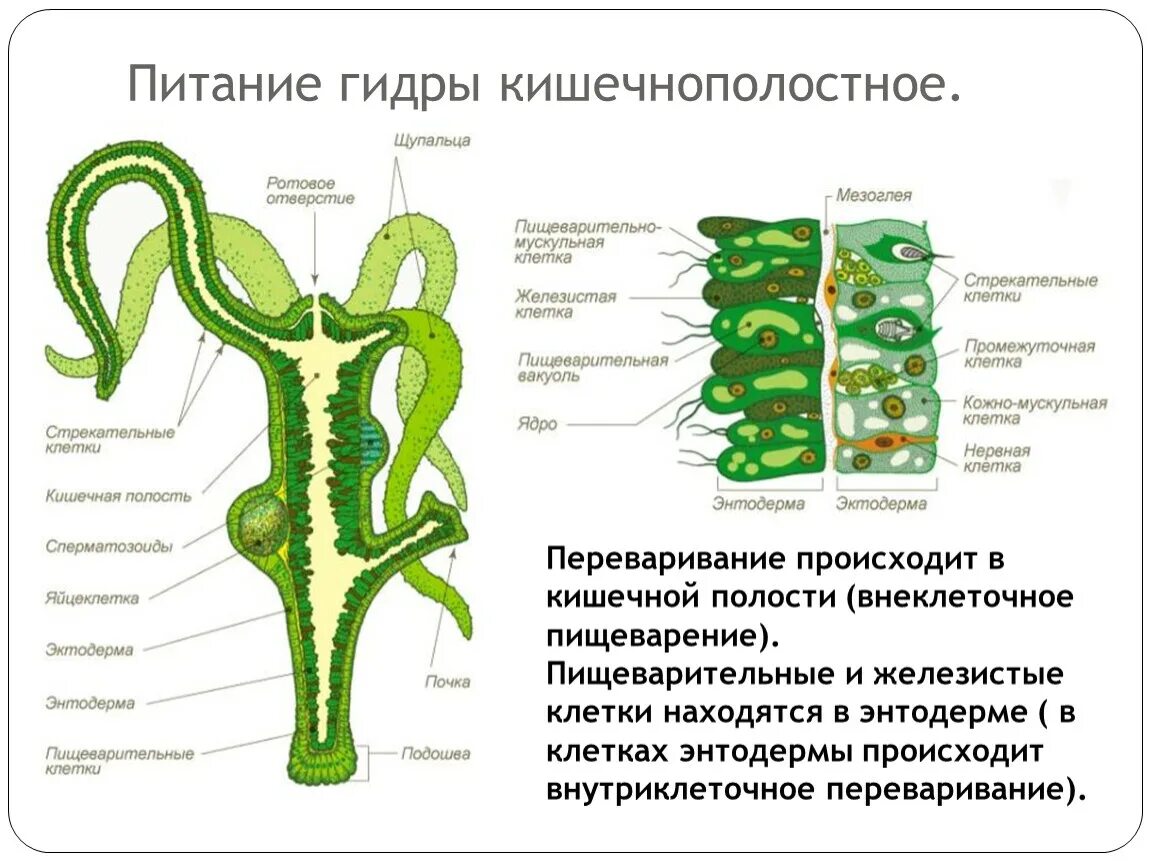 Как происходит питание. Гидра стебельчатая тип питания. пищеварительная система гидры пресноводной. пищевая система гидры. питание пресноводной гидры 7 класс.