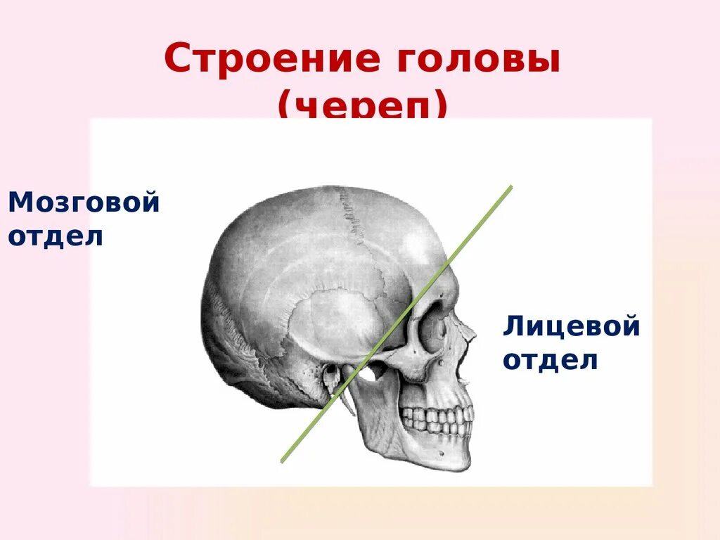 Строение черепа человека мозговой и лицевой отделы. Строение черепа мозговой отдел черепа. Скелет головы лицевой отдел мозговой отдел. Отделы скелета черепа.