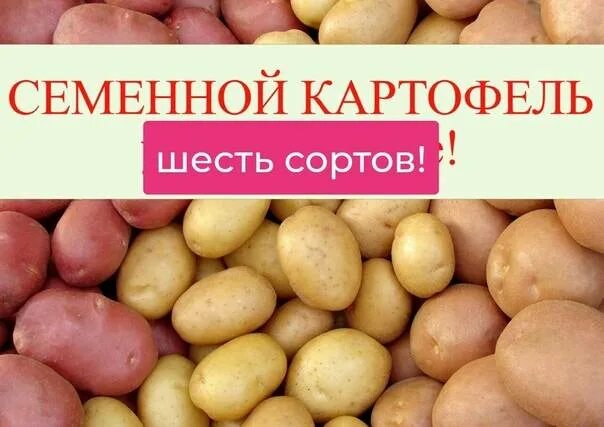 Картофель крепыш описание сорта фото. Адретта Розара. Сорт картофеля Розара. Картофель кемеровчанин. Кемеровчанин сорт картошки.