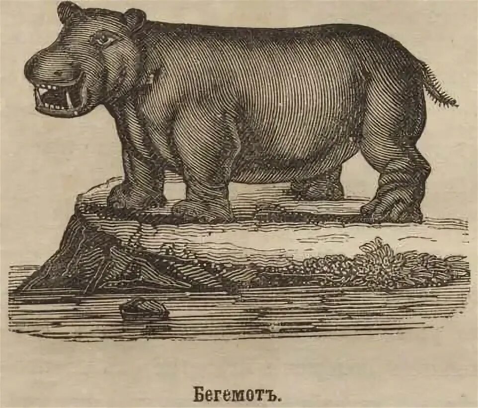 Работа история животных. Истории про животных. Аристотель трактат история животных. Исторические животные. К к флеров палеотрагус.