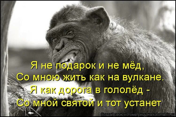 Не тот подарок дорог. Я не подарок и не мед со мною жить как на вулкане. Характер не мед. Юмор живем то как на вулкане. Картинка ты не подарок и не мед с тобою жизнь как на вулкане.