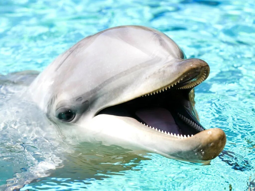 Дельфин издает звуки. Дельфин-Афалина. Индийская Афалина. Дельфин Афалина факты. Удивительные дельфины.