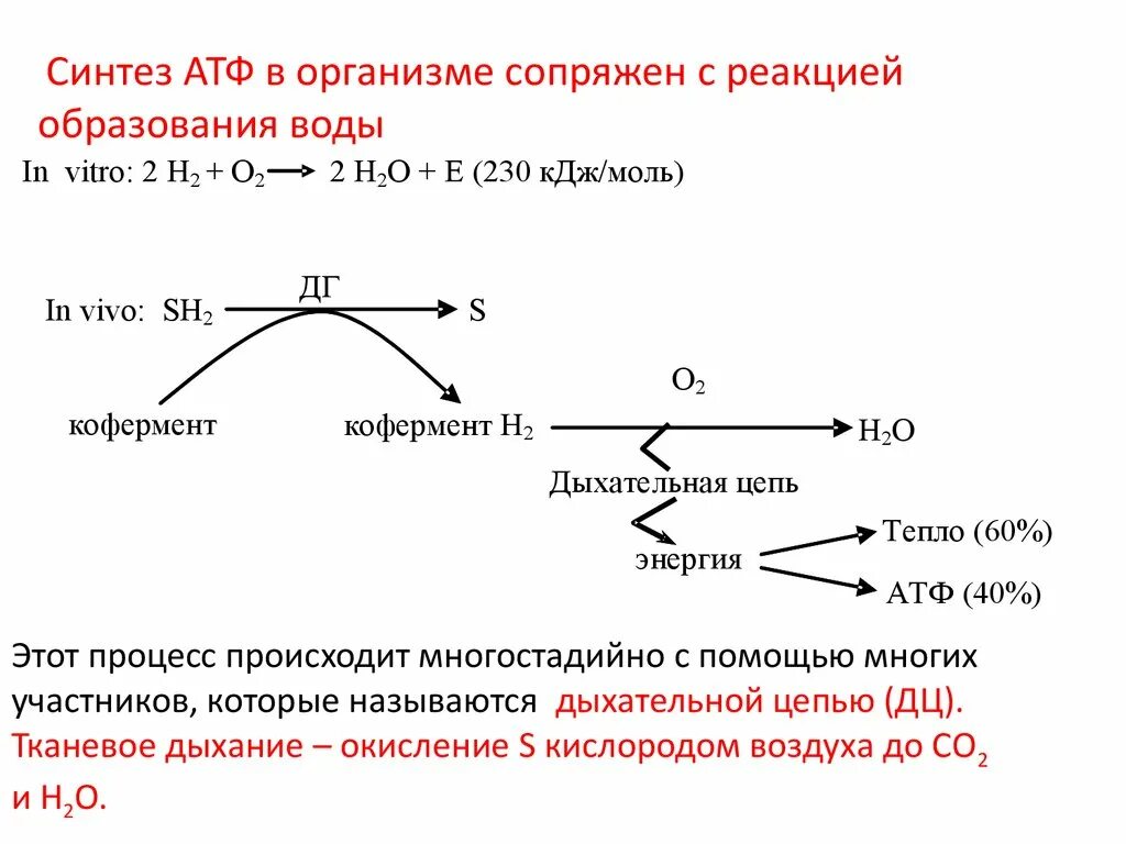 Синтез АТФ при окислительном фосфорилировании. Реакция образования АТФ. С синтезом АТФ сопряжены реакции. Окислительное фосфорилирование это Синтез АТФ.
