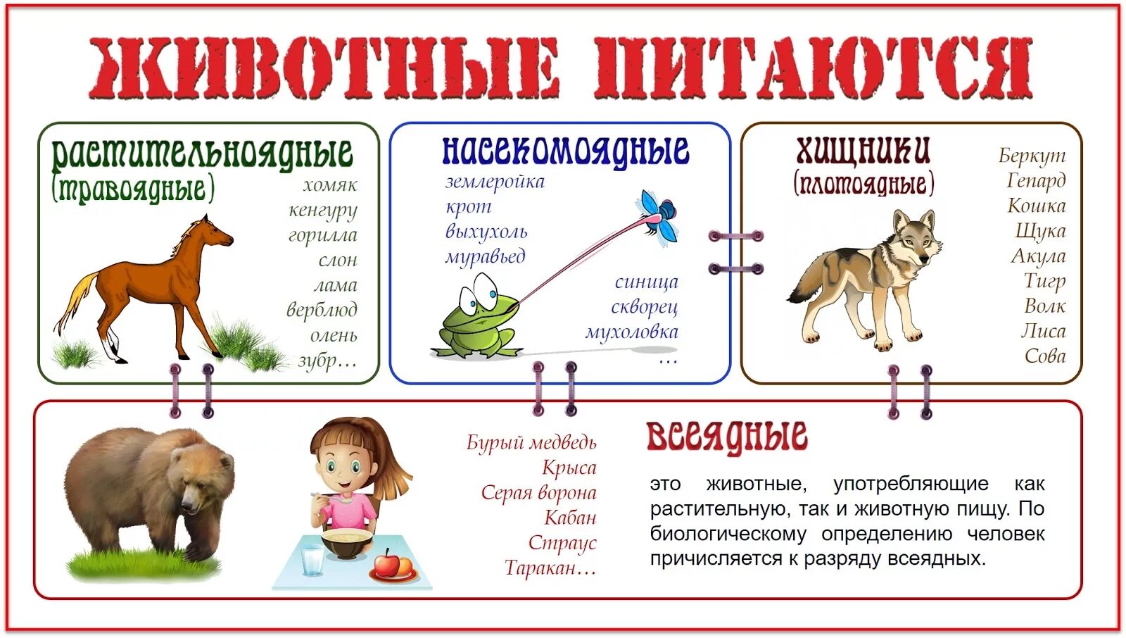 Список нужных животных. Чем питаются животные. чем питаются звери. питание диких животных. питание диких и домашних животных.