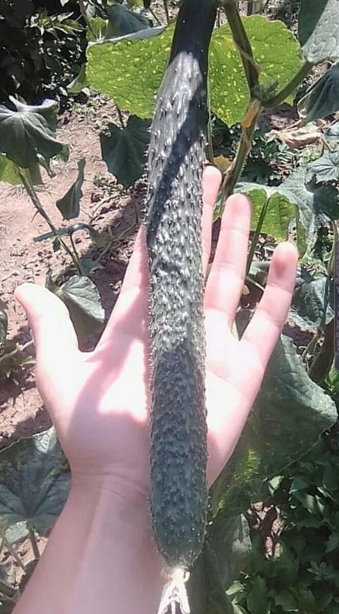 Китайские огурцы длинные. Огурец китайский император f1. Огурец китайский вкусный. Огурец китайский вкусный. Огурец китайский болезнеустойчивый f1 0,2гр седек,.