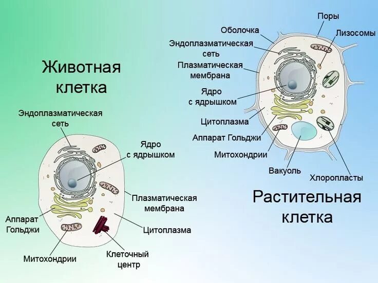 Контрольная по биологии 10 класс органоиды