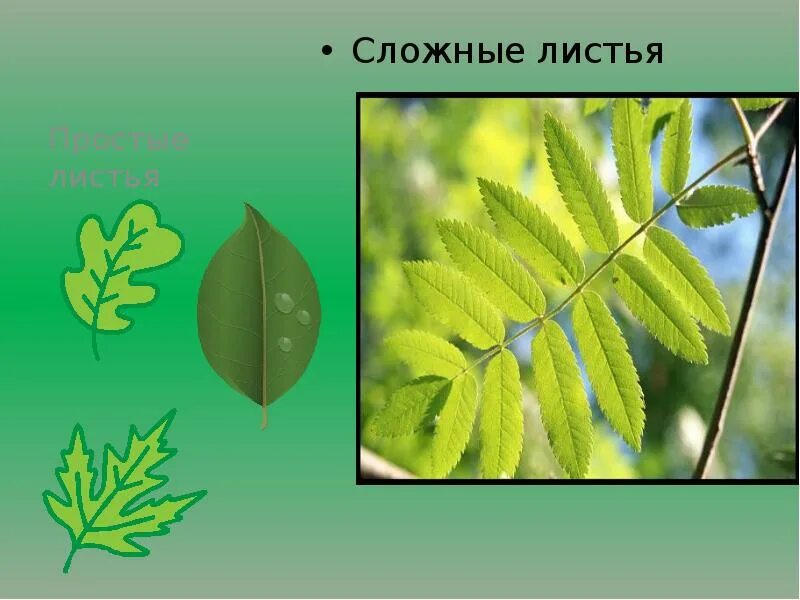 Тип листа ясеня. Сложные листья. простые листья. сложный лист ясеня. ясень простой лист.