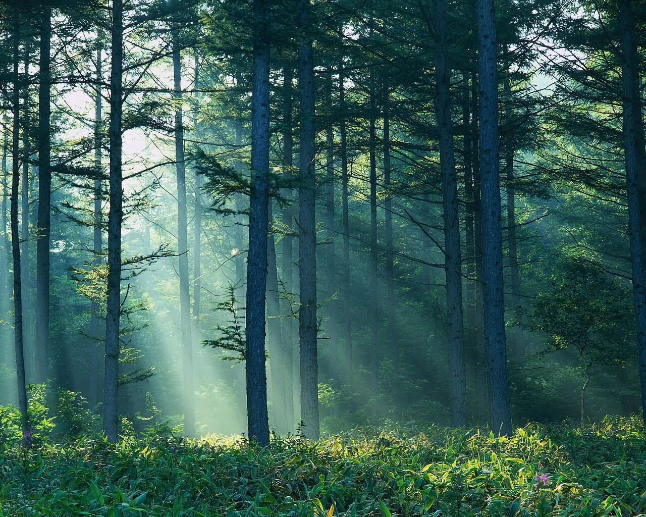 Светлохвойная Тайга. Лес. Природа лес. Красивый лес. Russia is a of forests