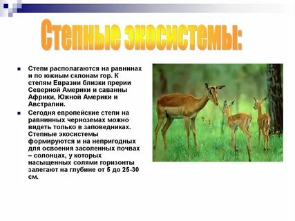 Экосистема степи