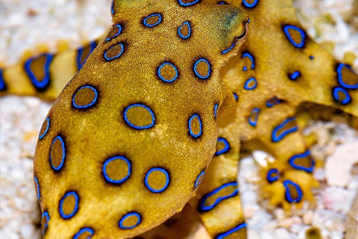 Hapalochlaena lunulata. Синекольчатый осьминог Австралия. Голубокольчатый осьминог. Большой Синекольчатый осьминог. Blue ringed