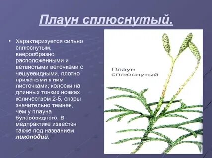 Ветвь разветвленный