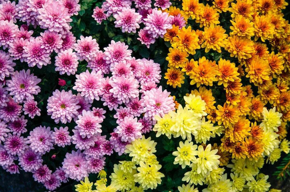 Mums flowers. Хризантема индийская Фуджи Роуз. Хризантема многостебельная. Хризантема Этна. Хризантема георгиновидная.