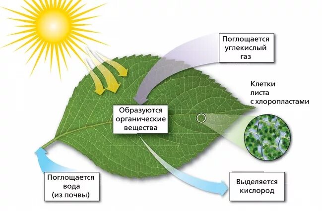 Хлорофиллы поглощают свет