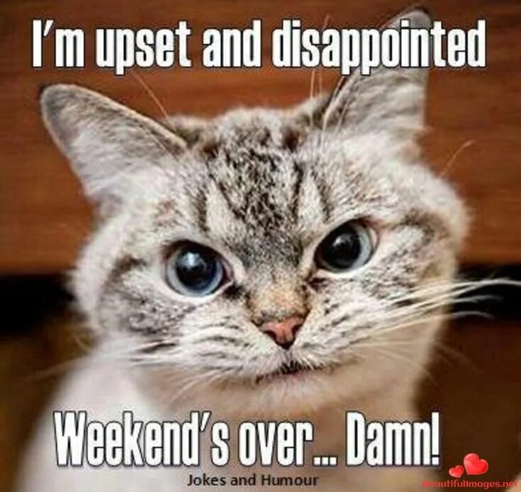 Funny cat. Котята в библиотеке. Have a nice weekend cat gif. Пушин. Уикенд мем в очках.