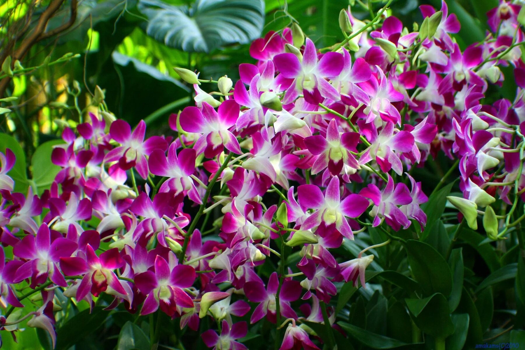 Садовая Орхидея. Орхидея Садовая многолетняя. Многолетняя Орхидея Орхидея Садовая. Орхидея уличная многолетняя.