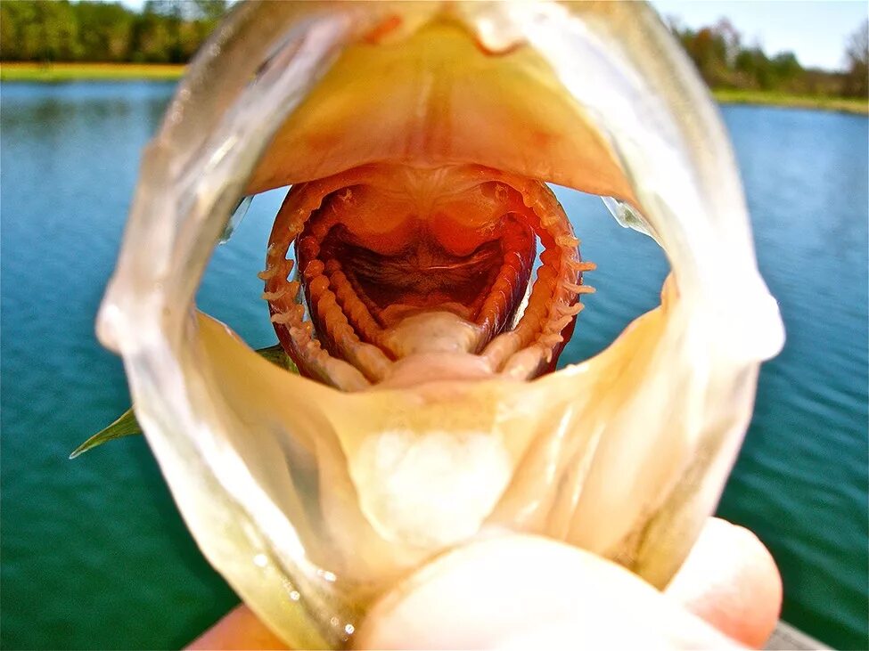 Рыба с открытым ртом. Зубы окуня. Пасть судака.