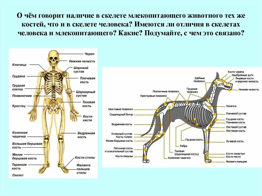 Особенности строения скелета млекопитающих функции. Сходство строения скелета человека и млекопитающих животных. Отдел скелета основные кости отдела у млекопитающих. Особббенности строение скелета млекопитающих таблица. Отличия скелета человека от скелета животных.