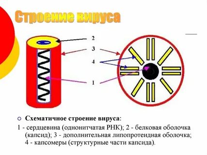 Из чего состоит оболочка вируса