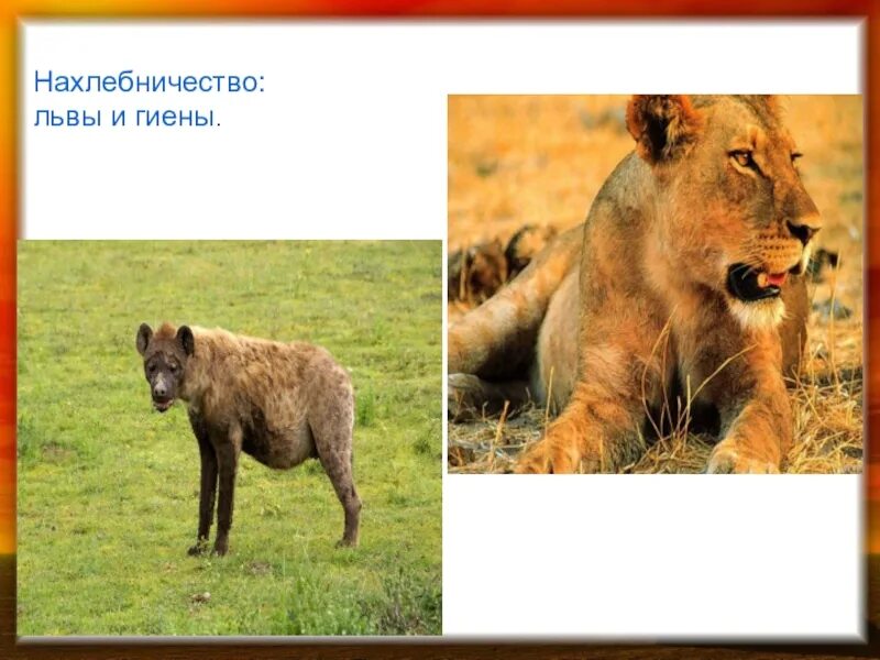 Лев тип класс. Львы и гиены нахлебничество. львы и гиены тип взаимоотношений. нахлебничество у животных. симбиоз нахлебничество.