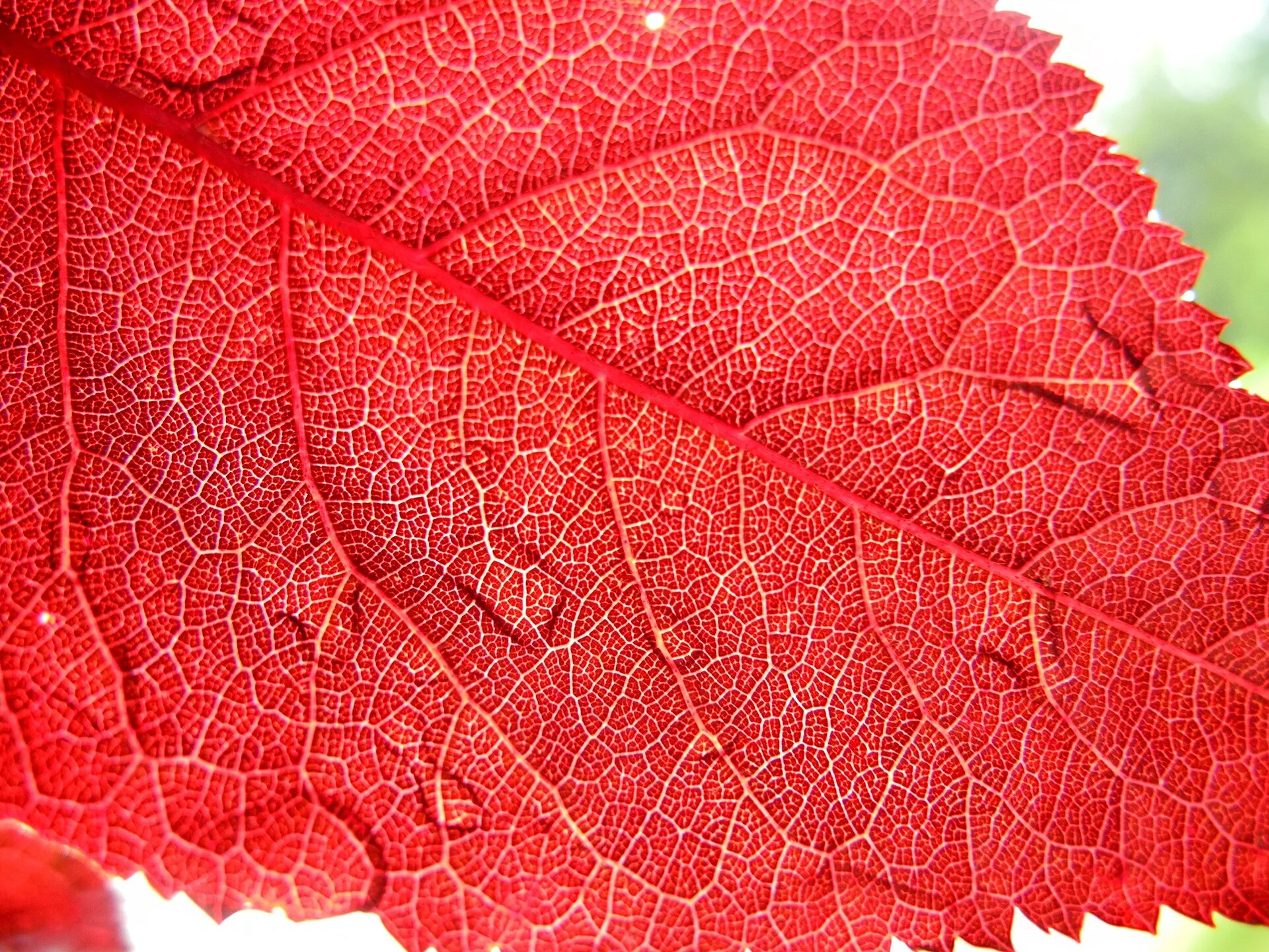 Листья краснеют по краям. Красный лист. Красный листик. Дерево с красными листьями. Текстура листа дерева.