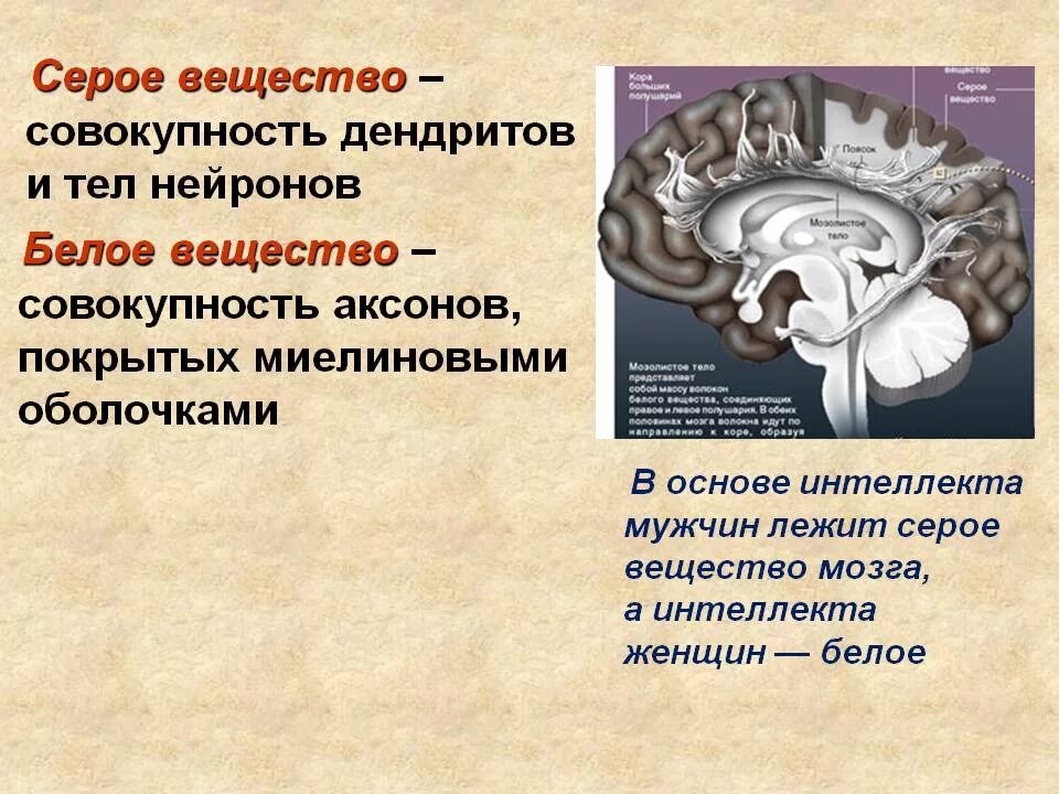 Строение мозга серое и белое вещество. Серое вещество мозга образовано. Серое и белое вещество мозга. Чем образовано серое веще тво. Серое и белое вещестов мозг.