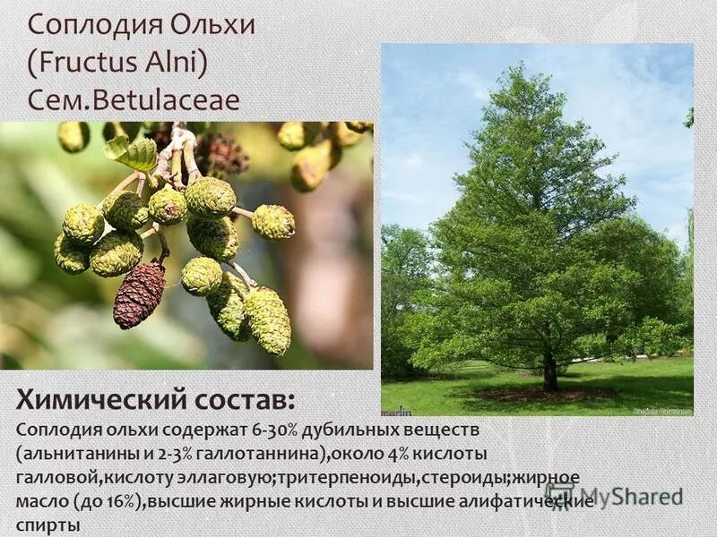 Дубильные растения примеры