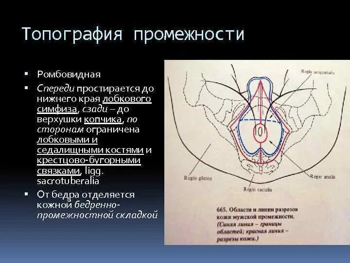 Расположение и особенности строения органов промежности Иннервация мужской промежности по атласу анатомии