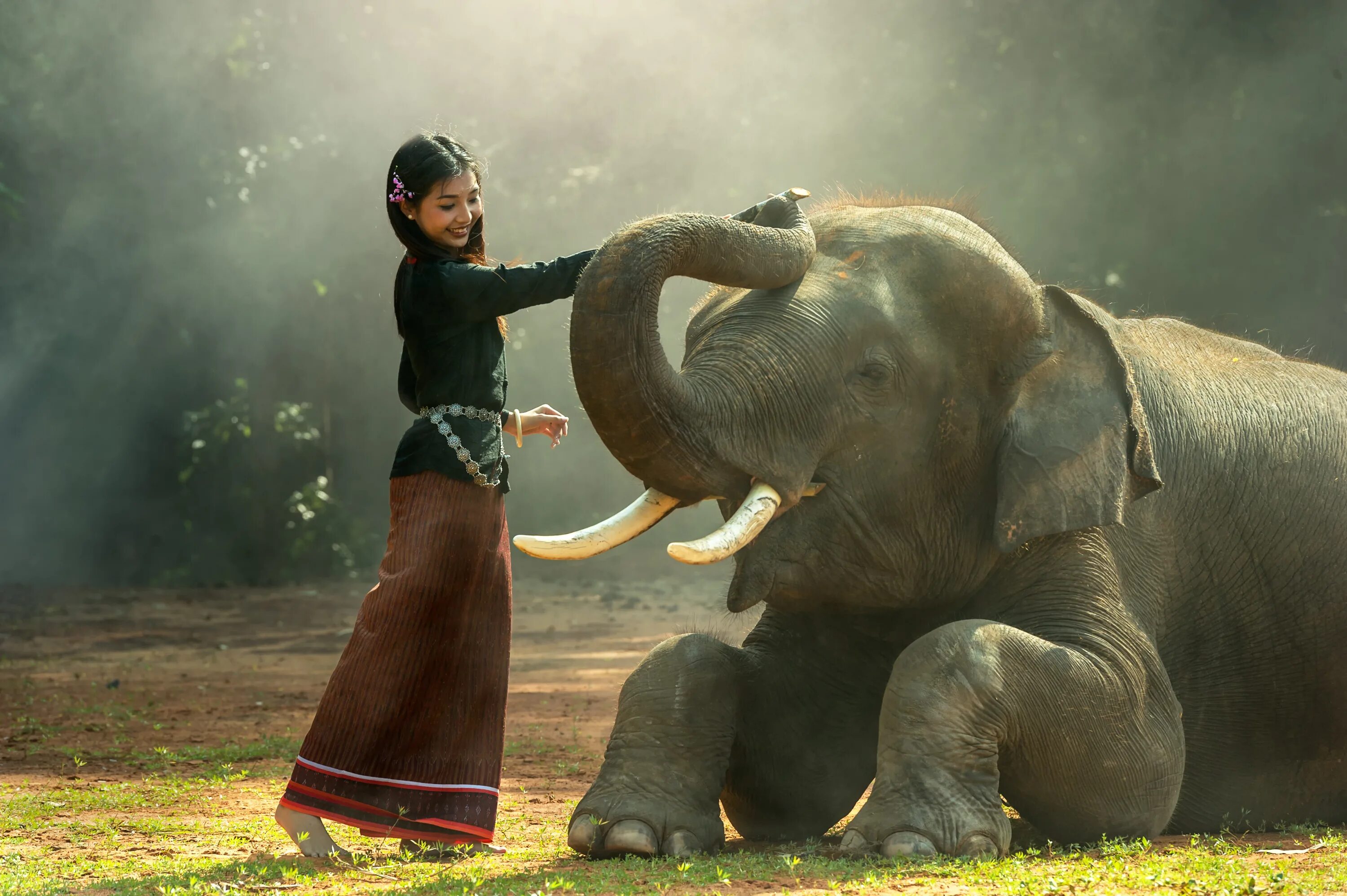 Белый слон девушка. Красивые слоны. Девочка и слон. Elephant woman. Водитель слона.