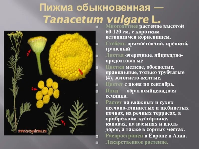 Тройчатка гвоздика. Пижма обыкновенная. Полынь пижма гвоздика пропорции. Пижма обыкновенная семейство. Плоды семянки пижмы.