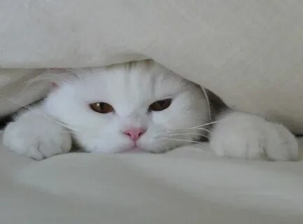 White sleep