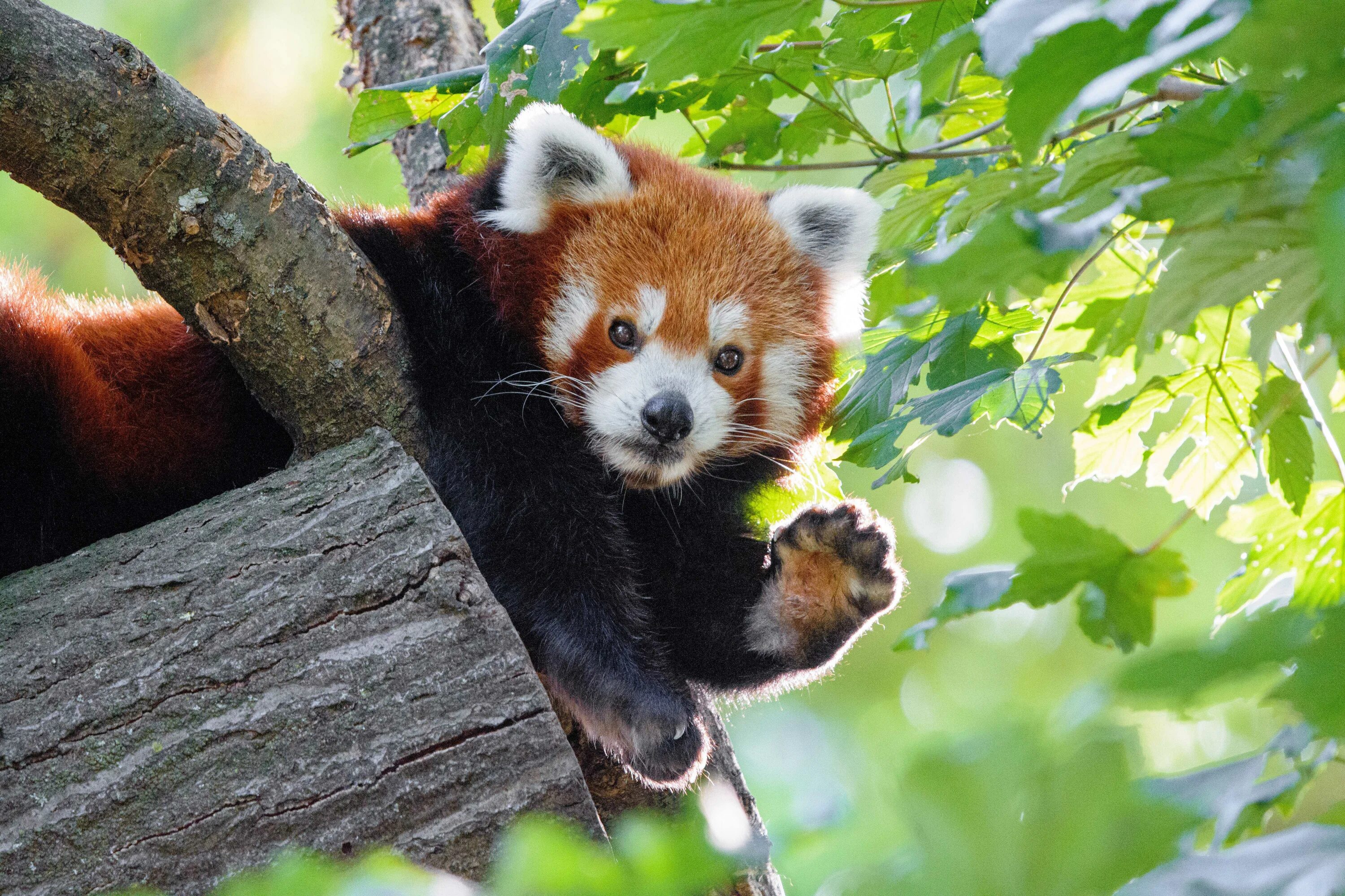 Купить красную панду в россии. Красная Панда малая Панда. Малая (красная, рыжая, енотовидная) Панда. Гималайская красная Панда. Карликовая красная Панда.