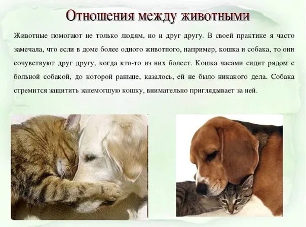 Класс собаки кошки. Сочинение про животных. Рассказ о кошках и собаках. Истории про животных. Истории людей о питомцах.