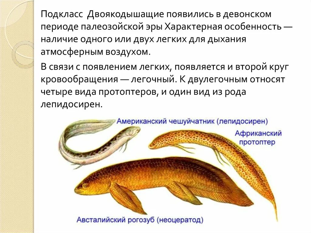 Лопастеперые рыбы двоякодышащие. Надотряд двоякодышащие. Кистепёрые. Двоякодышащая колюшка геншин. Костные рыбы двоякодышащие представители.
