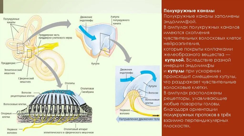 Рецепторы мышечного чувства расположены в. Вестибулярный анализатор мышечное чувство осязание. Мышечный анализатор строение. Вестибулярный аппарат мышечное чувство осязание. Значение мышечного чувства.