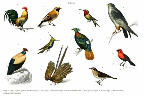 Bird types