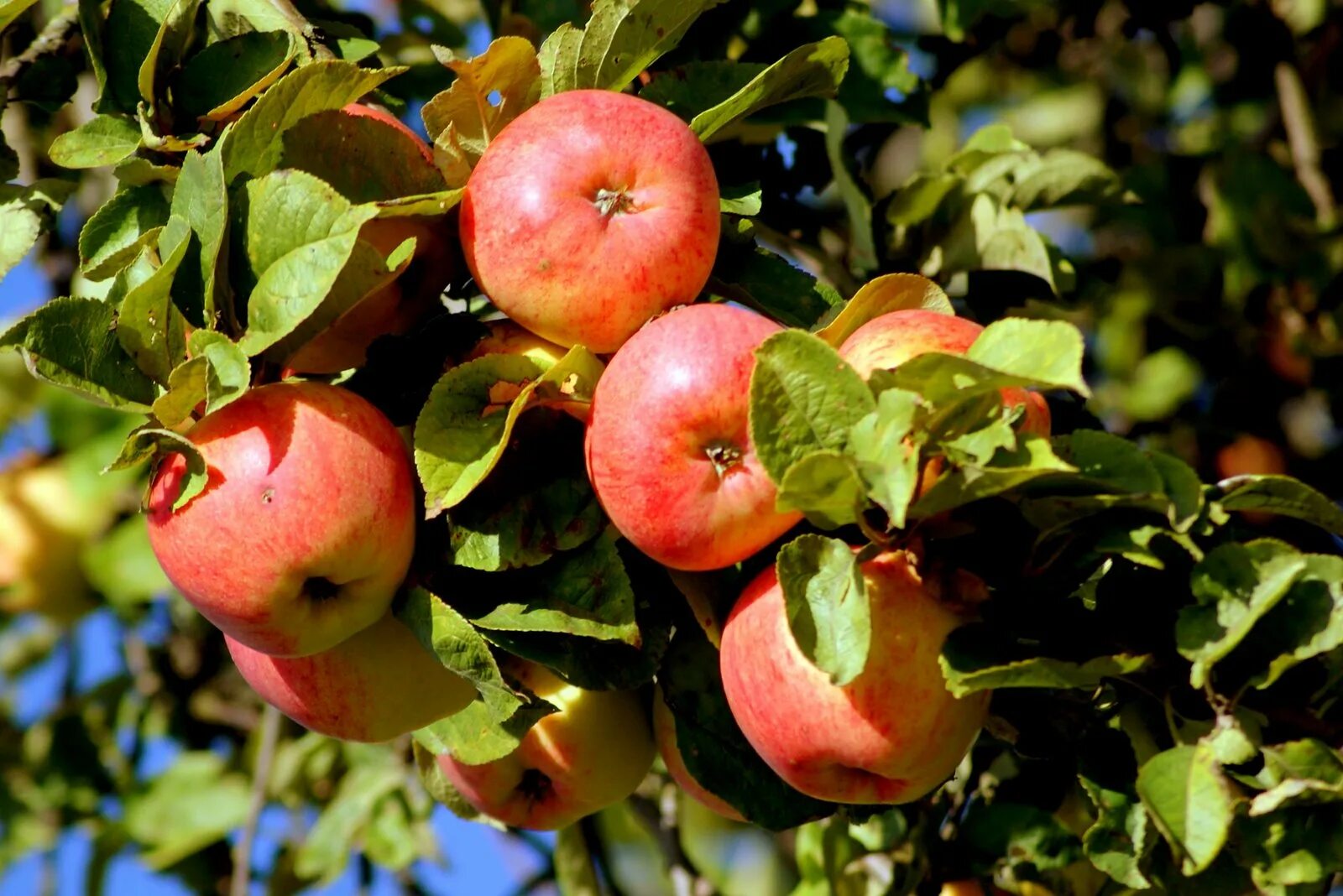 Яблоня домашняя, сорт «яблочный спас» Malus domestica. Яблочный спас сорт яблони. Яблоня Апорт. Яблоня десертное Петрова.