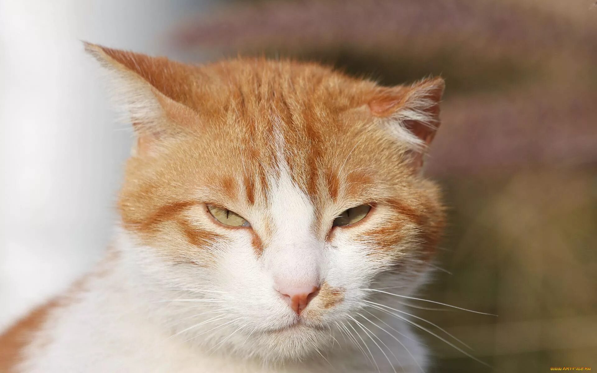 Где рыжий. Европейский короткошерстный кот рыжий. Европейская короткошерстная кошка рыжая. Рыже белый кот. Рыжий котик.