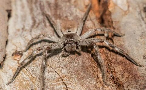 Down spiders