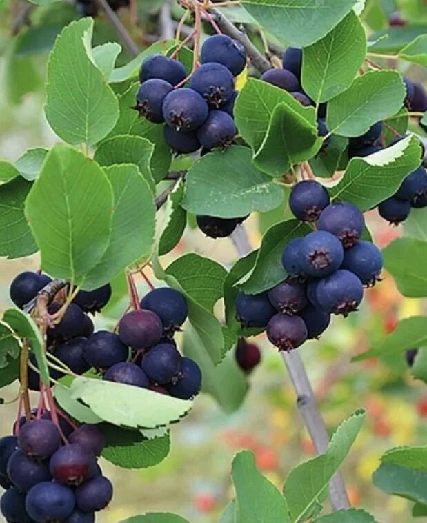 Ирга групп. Ирга тиссен. ирга канадская тиссен. ирга канадская (amelanchier canadensis). ирга ольхолистная thiessen.