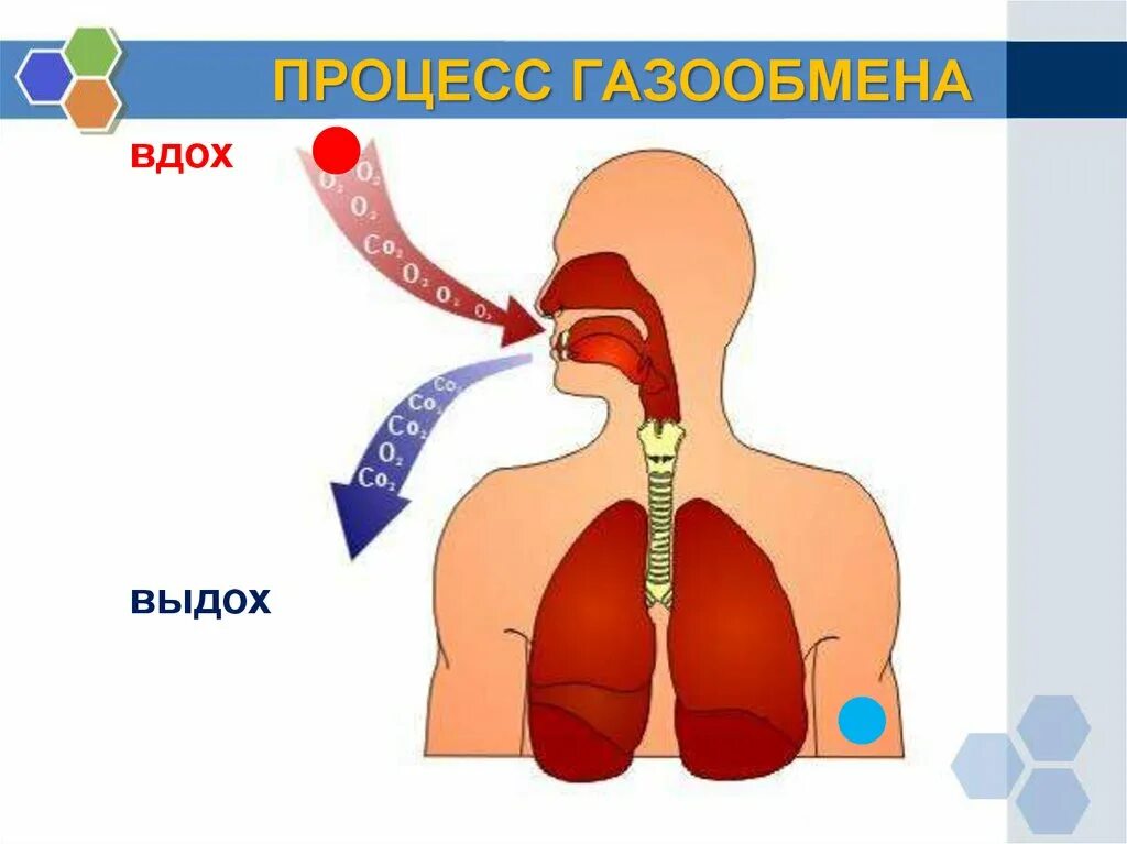 Вдох выдох выдох впр. Процесс дыхания. Легкие процесс дыхания. Вдох выдох. Дыхательный процесс у человека.