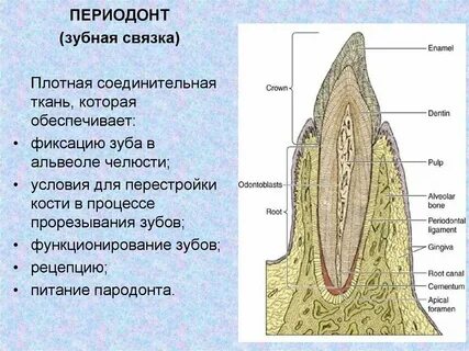 Анатомическая шейка зуба