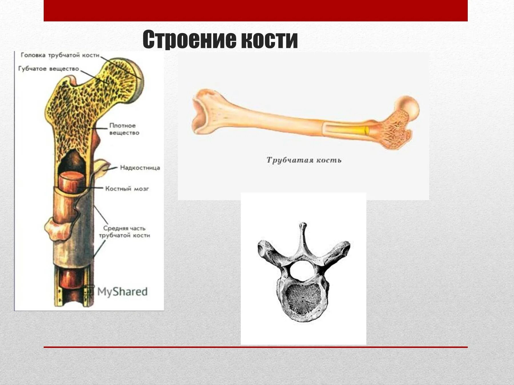 Вещество внутри кости. Строение костей туловища человека. Строение кости кортикальная пластинка. Кроветворная функция костного мозга. Строение костей компактное вещество.