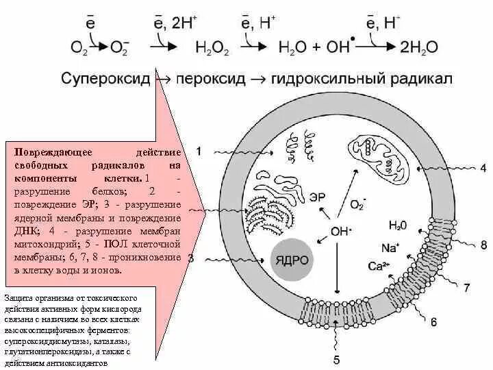 Супероксидный радикал. Схема образования свободных радикалов. Механизм образования свободных радикалов. Действие свободных радикалов на клетку. Повреждение клетки свободными радикалами.