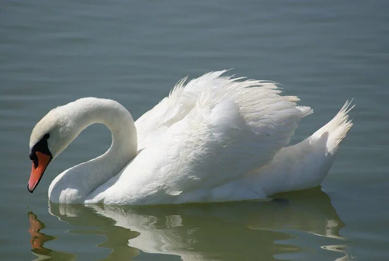энциклопедия о лебедях. лебедь шипун характеристика. исчезающий вид лебедя. лебедь шипун красная книга. белый лебедь шипун.