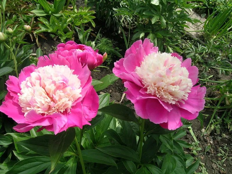 Пион Кора Стаббс: купить саженцы Paeonia Cora Stubbs в Москве