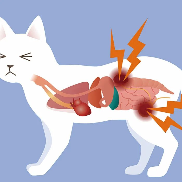 Cat organ. Мочекаменная болезнь у кота. Мочекаменная болезнь у кота симптомы. Мочекаменная болезнь мкб у кота. Болезни кошек мкб.