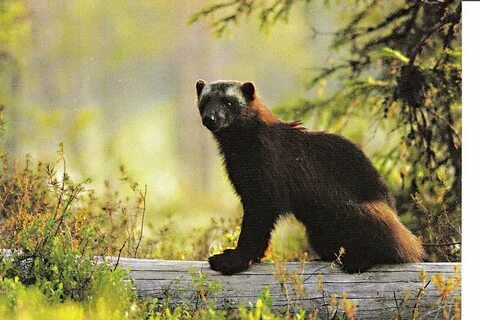 Мире животных росомаха
