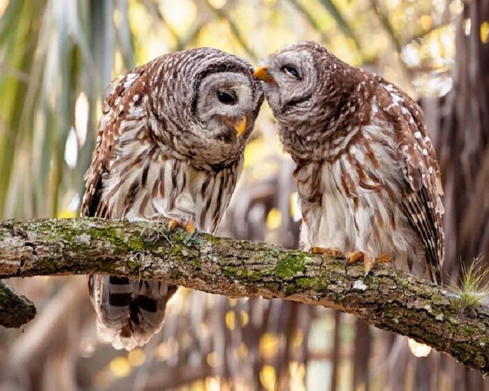 Птица сова сыч. Совушки. Длиннохвостая неясыть птенец. Сова фото. Совы мультяшные.