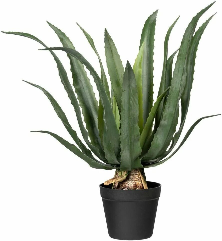 Agave AMERICANA - Агава американская. Агава, Суккуленты, Растения